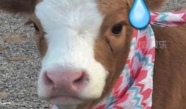 娱乐吧吃瓜酱,揭秘娱乐圈那些不为人知的幕后故事